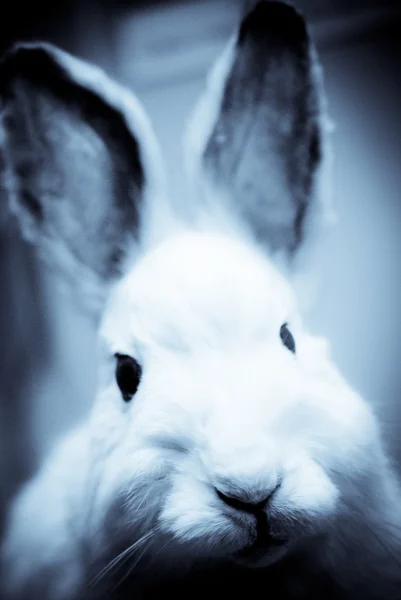 Кролик в монокромном свете — стоковое фото