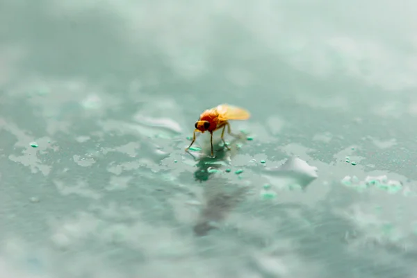 Pequeno bug laranja — Fotografia de Stock
