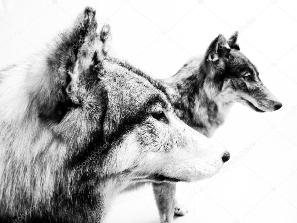 Wolves in black and white