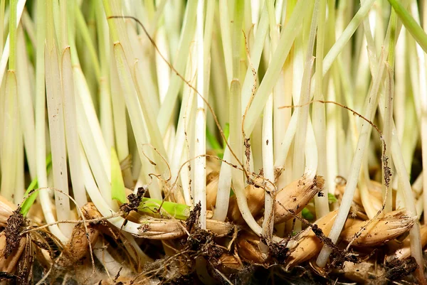 stock image Cat grass seeds