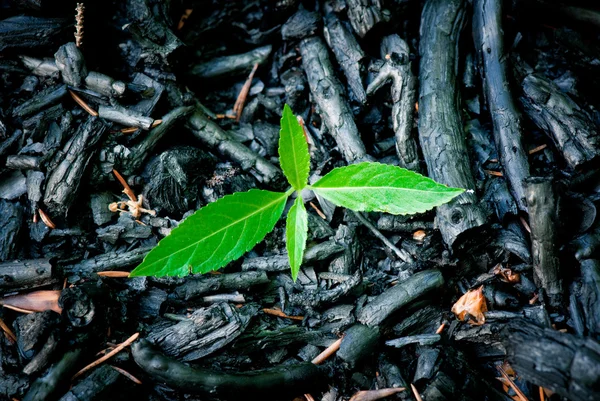 Brända vegetation — Stockfoto