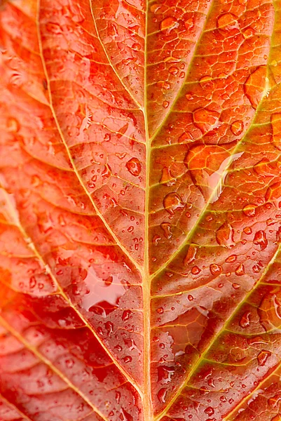 Осенний красный мокрый лист — стоковое фото