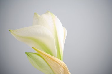 Beyaz nergis zambağı çiçek