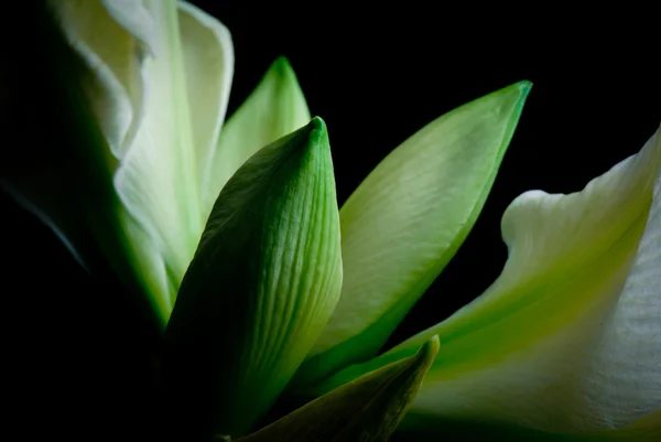 Fleur amaryllis blanche — Photo