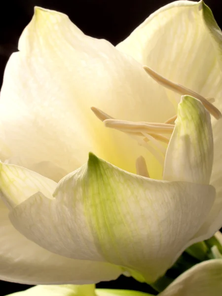 White amaryllis flower — Stock Photo, Image