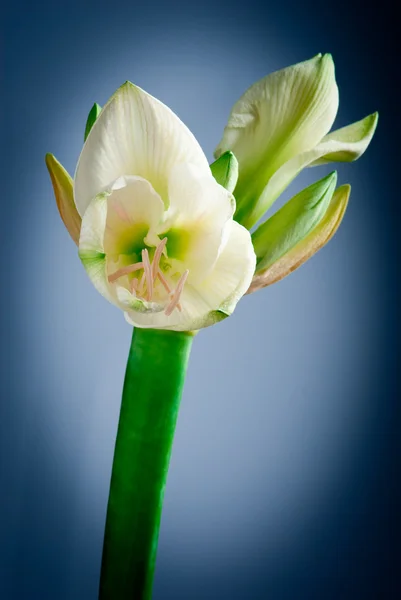 Amarilis blanco desaturado flor: fotografía de stock © leporiniumberto  #8106780 | Depositphotos