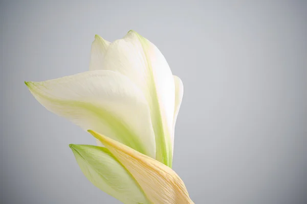 stock image White amaryllis flower