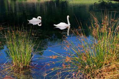 Swans in the beautiful pond clipart