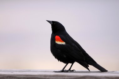 Red winged black bird clipart