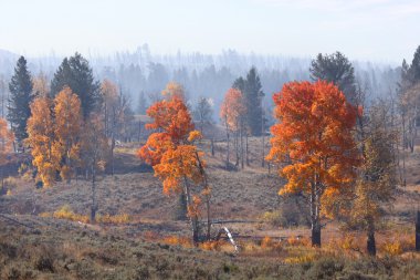 Yellowstone'da sonbahar