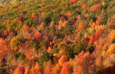 Carpet of Autumn trees clipart