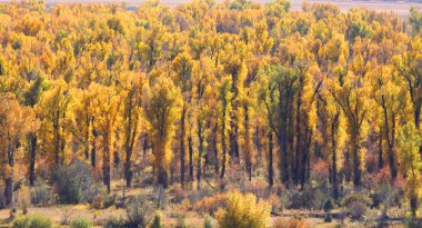 cottonwood ağaçlar panoramik manzaralı