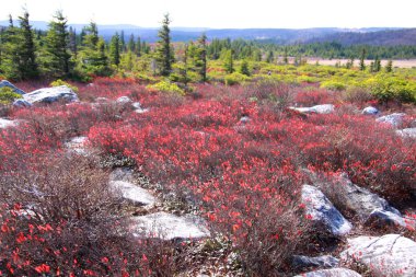 Dolly sods