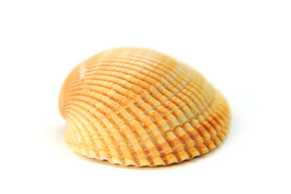 Stock image Sea shell