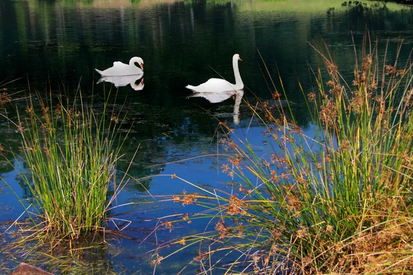 Labutě v krásném rybníku — Stock fotografie
