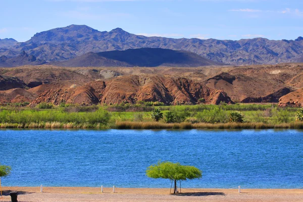 Singolo albero in riva al lago — Foto Stock