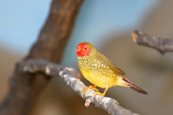 黄金の白い目鳥 — ストック写真