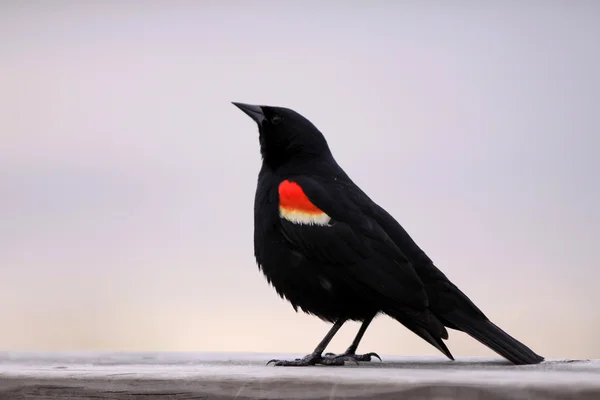 Rode gevleugelde zwarte vogel — Stockfoto