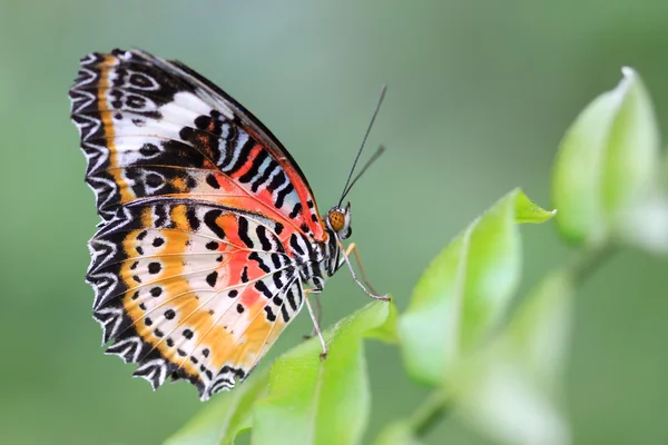 Butterfly on a branch — Stock Photo, Image