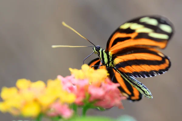 七彩花朵上的蝴蝶 — 图库照片
