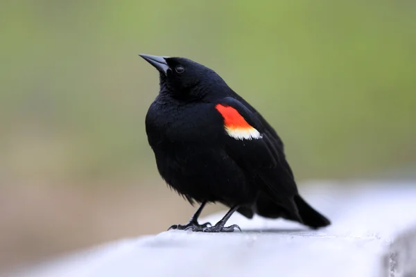 Κόκκινο φτερωτό πουλί — Φωτογραφία Αρχείου