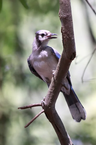 Blue Jay Bird — Stockfoto