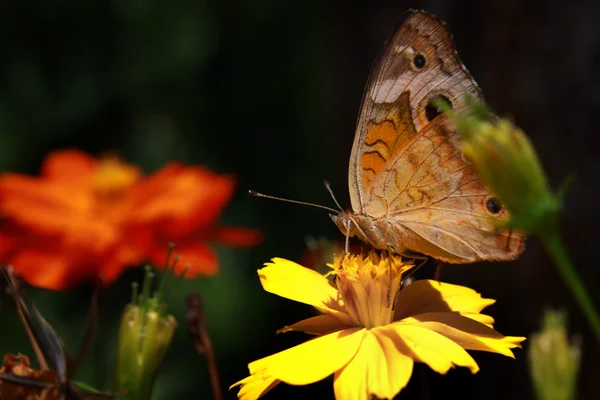 Parelmoervlinder vlinder — Stockfoto