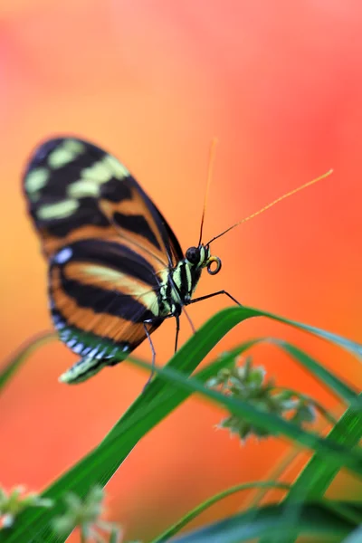 Monarch butterfly — Stock Photo, Image