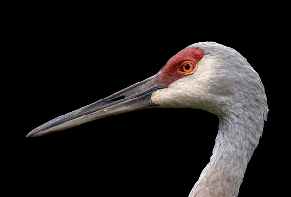 stock image Sandhill crane