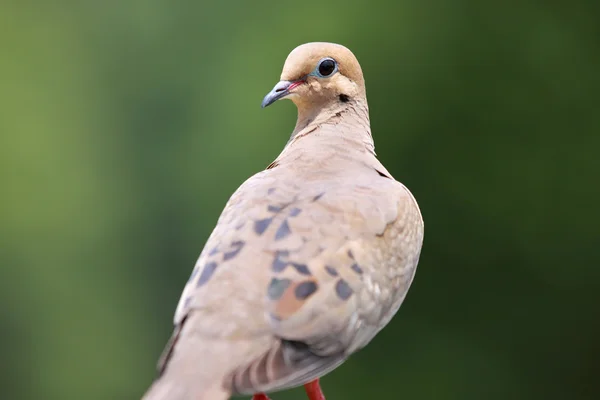 Morning dove — Stock Photo, Image