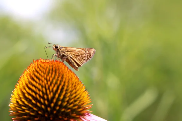 Moth on black eyed Susan — Stock Photo, Image