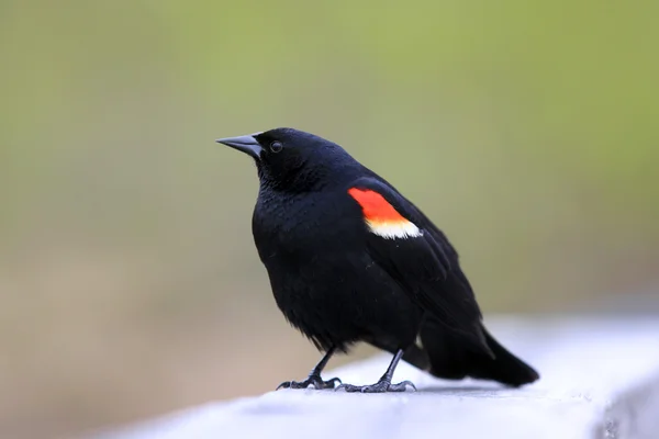 Краснокрылая чёрная птица — стоковое фото