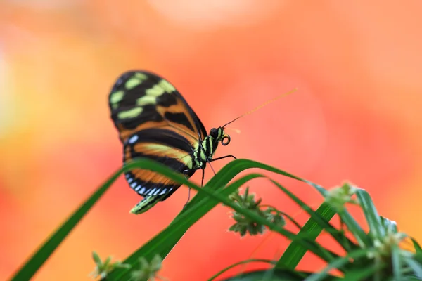 Kupu-kupu raja — Stok Foto