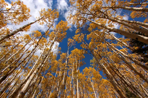 Altos árboles de Aspen — Foto de Stock