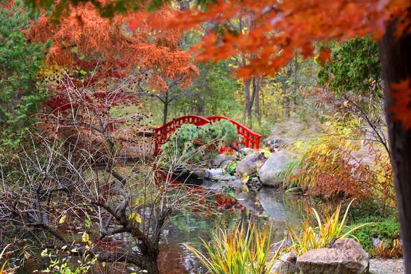 Giardino giapponese in autunno — Foto Stock