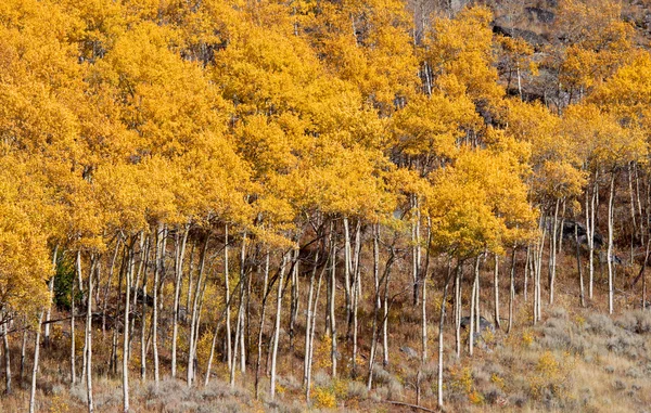 Árboles de Aspen —  Fotos de Stock