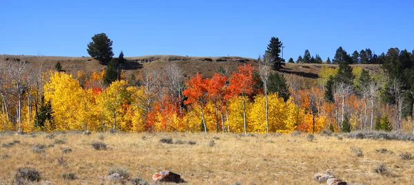 Panorama de otoño — Foto de Stock
