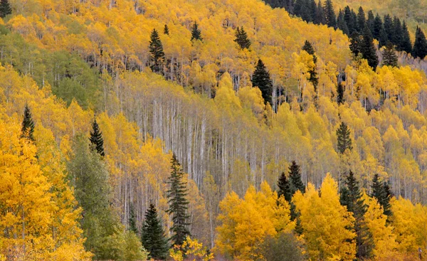Sarı kavak ağaçları — Stok fotoğraf