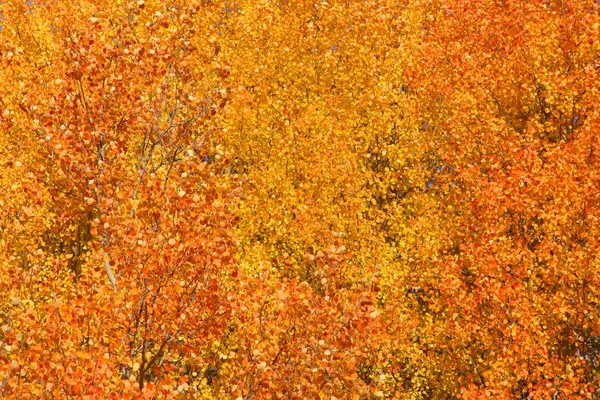 가을의 배경 — 스톡 사진