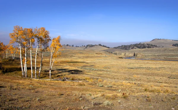 Scène d'automne à Yellowstone — Photo