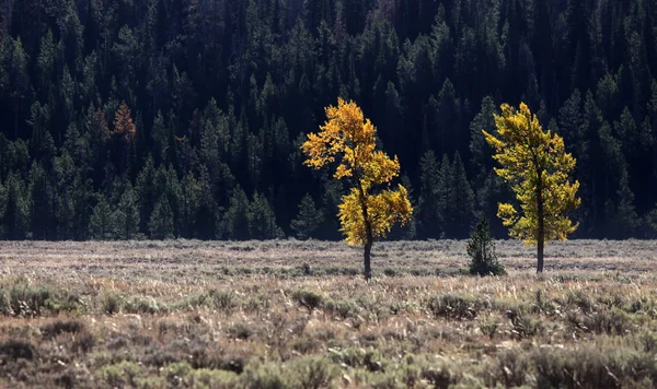 Two Aspen trees — Stock Photo, Image