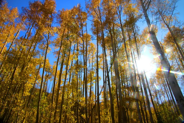 Uzun kavak ağaçları ve güneş ışınları — Stok fotoğraf