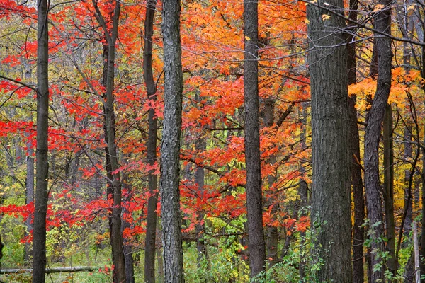 Barevné podzimní stromy — Stock fotografie