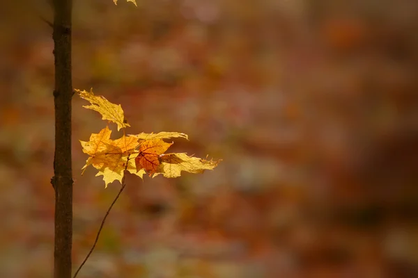 秋天的叶子在树茎上 — 图库照片