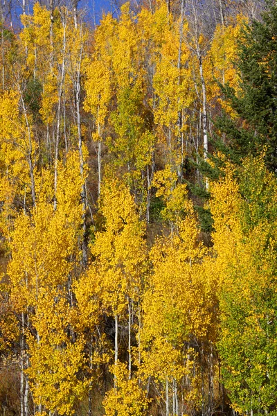 Árvores altas de Aspen — Fotografia de Stock