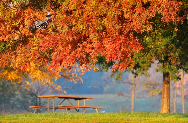 Podzimní lavička strom — Stock fotografie