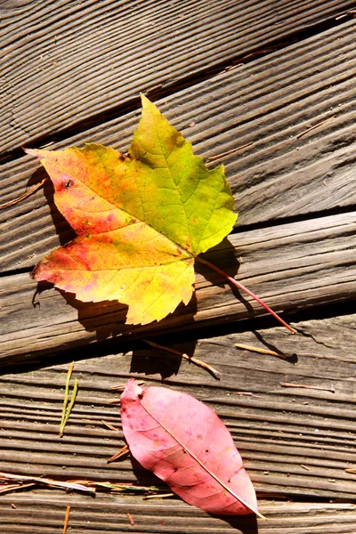 木のカエデの葉 — ストック写真