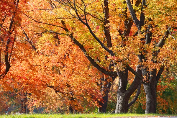Осенние деревья — стоковое фото