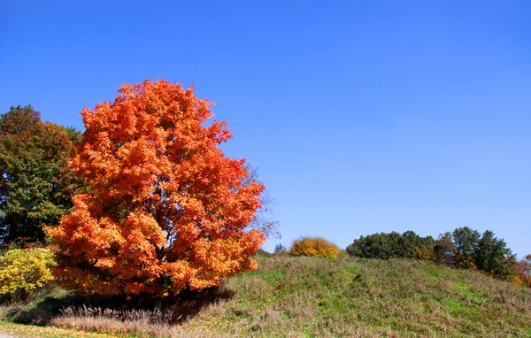 Árvore de outono brilhante — Fotografia de Stock