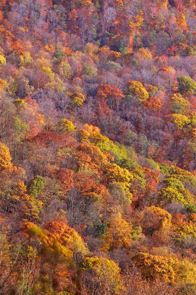 stock image Autumn trees on the hill